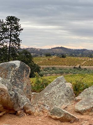 Rombauer Vineyards by null