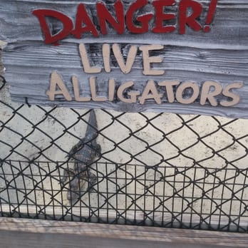 Congo River Golf - Danger. Live Alligators. - Arcades Near Me - Altamonte Springs, Florida Congo River Golf - Danger. Live Alligators. - Arcades Near Me - Altamonte Springs, Florida