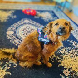 Ashley's Pawsitive Pet Sitting - My sweet fur baby!