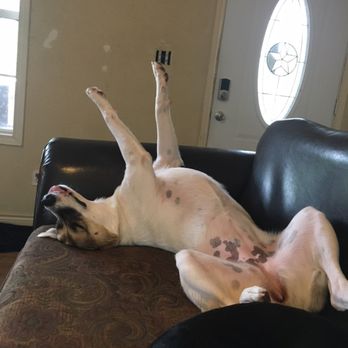 Almost Home Pet Retreat - What a great couch to stretch on - indoors at Almost Home pet retreat - Pet Sitting Near Me - Conroe, Texas Almost Home Pet Retreat - What a great couch to stretch on - indoors at Almost Home pet retreat - Pet Sitting Near Me - Conroe, Texas