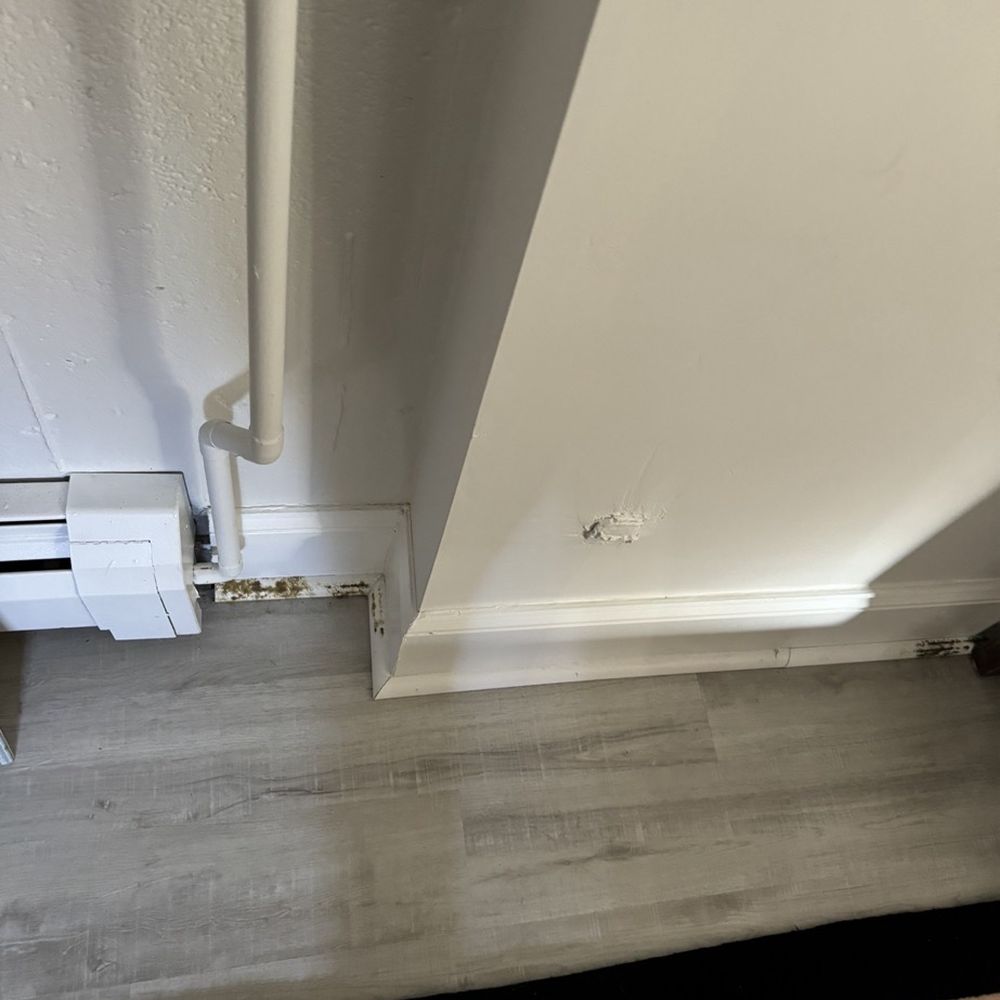 National Floors Direct - Continued mold on Just the TRIM - Flooring Near Me - Braintree, Massachusetts