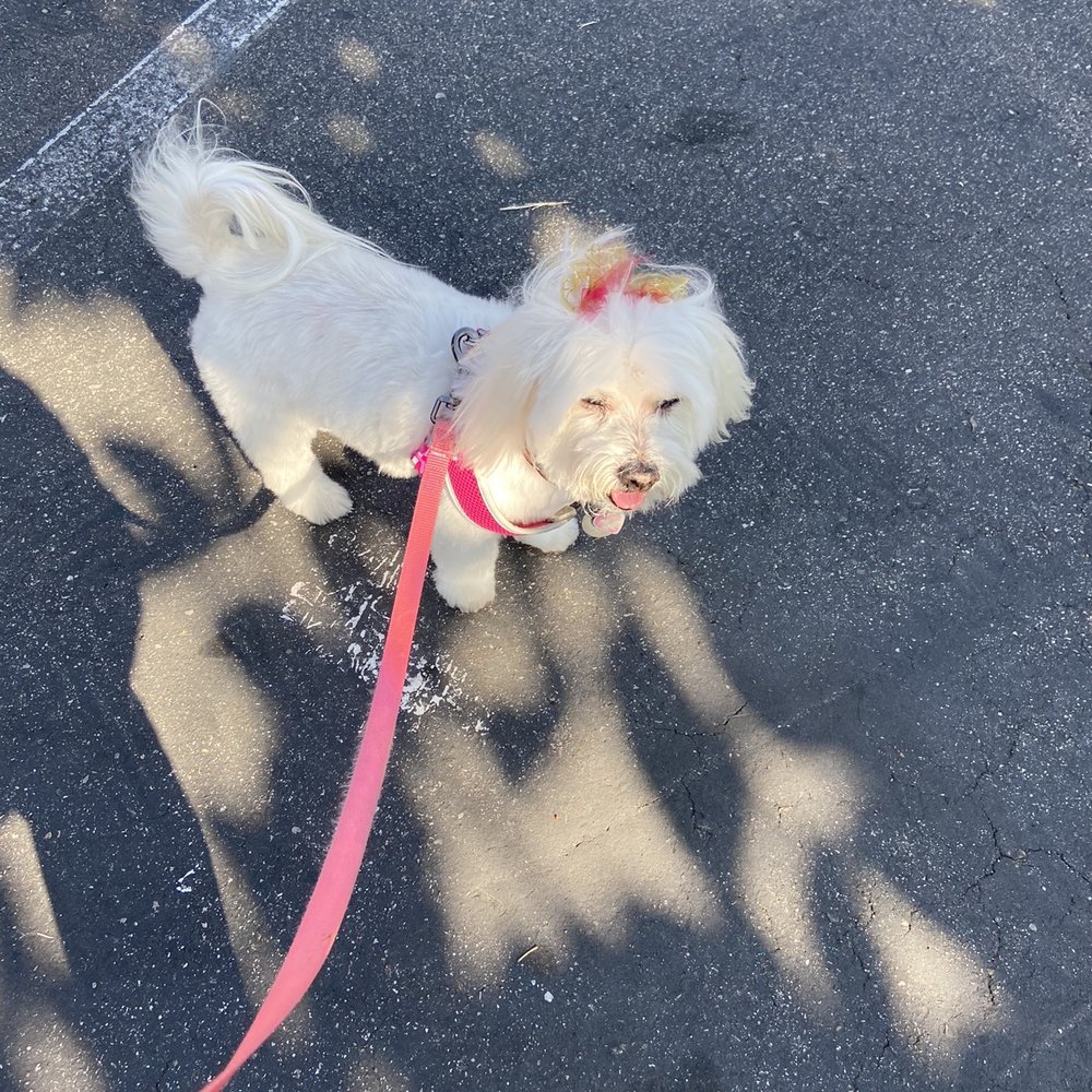 Baby got her hair did for Valentine's Day!