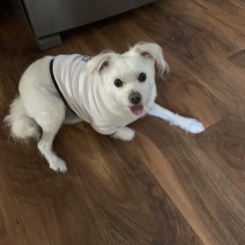 Charspets Mobile Grooming - Mochi after her first cut from Char - Pet Groomers Near Me