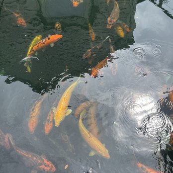 Sheraton Arlington Hotel - The beautiful Koi fish - Hotels Near Me - Arlington, Texas