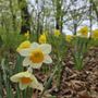 Photo of Ortenstone Gardens & Sculpture Park