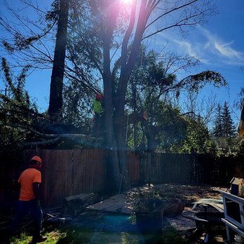 Spartan Tree Service - Almost done with removal of redwood - Tree Services Near Me