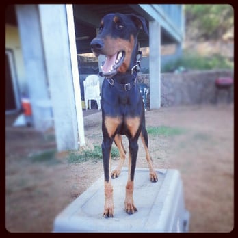 Exceptional Obedience Dog Training - Pet Training Near Me Exceptional Obedience Dog Training - Pet Training Near Me