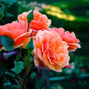 Tyler Rose Garden Center - Parks Near Me - Tyler, Texas Tyler Rose Garden Center - Parks Near Me - Tyler, Texas