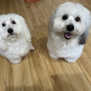Healthy Spot - Long Beach - Pet Sitting Near Me - Long Beach, California