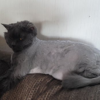 Fluff Pet Salon & Boutique - Our rescue kitty feeling much better - Pet Groomers Near Me - Wilmington, Delaware Fluff Pet Salon & Boutique - Our rescue kitty feeling much better - Pet Groomers Near Me - Wilmington, Delaware