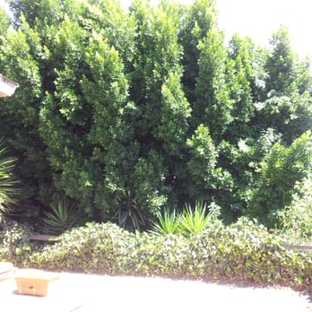 Millan Tree Service - Before. - General Contractors Near Me Millan Tree Service - Before. - General Contractors Near Me
