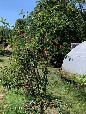 True North Orchards by null