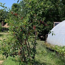 True North Orchards - Cherry trees