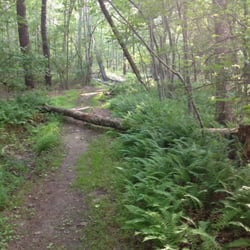 Manorville Hills Trail County Park - A ferny wonderland