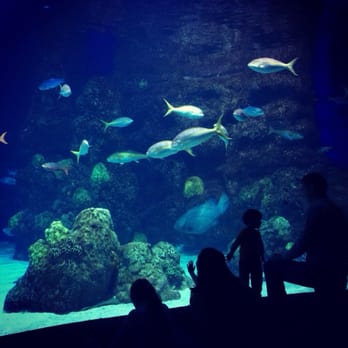 Downtown Aquarium - People watching AND wildlife watching. Sometime the wild animals are better behaved. - Museums Near Me - Denver, Colorado