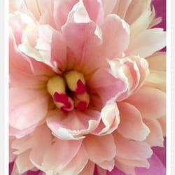 Bold Birth and Baby Doula Services