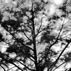 Dada Art Gallery - Charcoal Wind #320006 Trees blowing in the wind in time exposures.