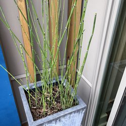Brightside Bamboo - Horsetail Grass (Equisetum)