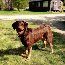 Snowbank Lodge and Outfitters - Our happy pup at S.O S.