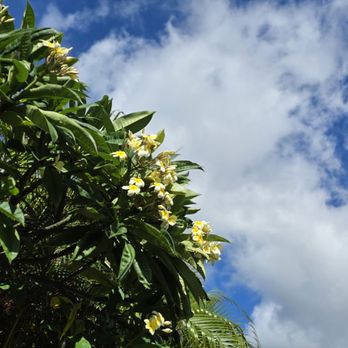 Outrigger Maui Eldorado - The beautiful plumerias were in full bloom and smelled heavenly - Hotels Near Me - Kaanapali, Hawaii