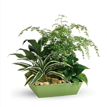 Village Greenery Florist - What I ordered - Florists Near Me - Palm Coast, Florida Village Greenery Florist - What I ordered - Florists Near Me - Palm Coast, Florida