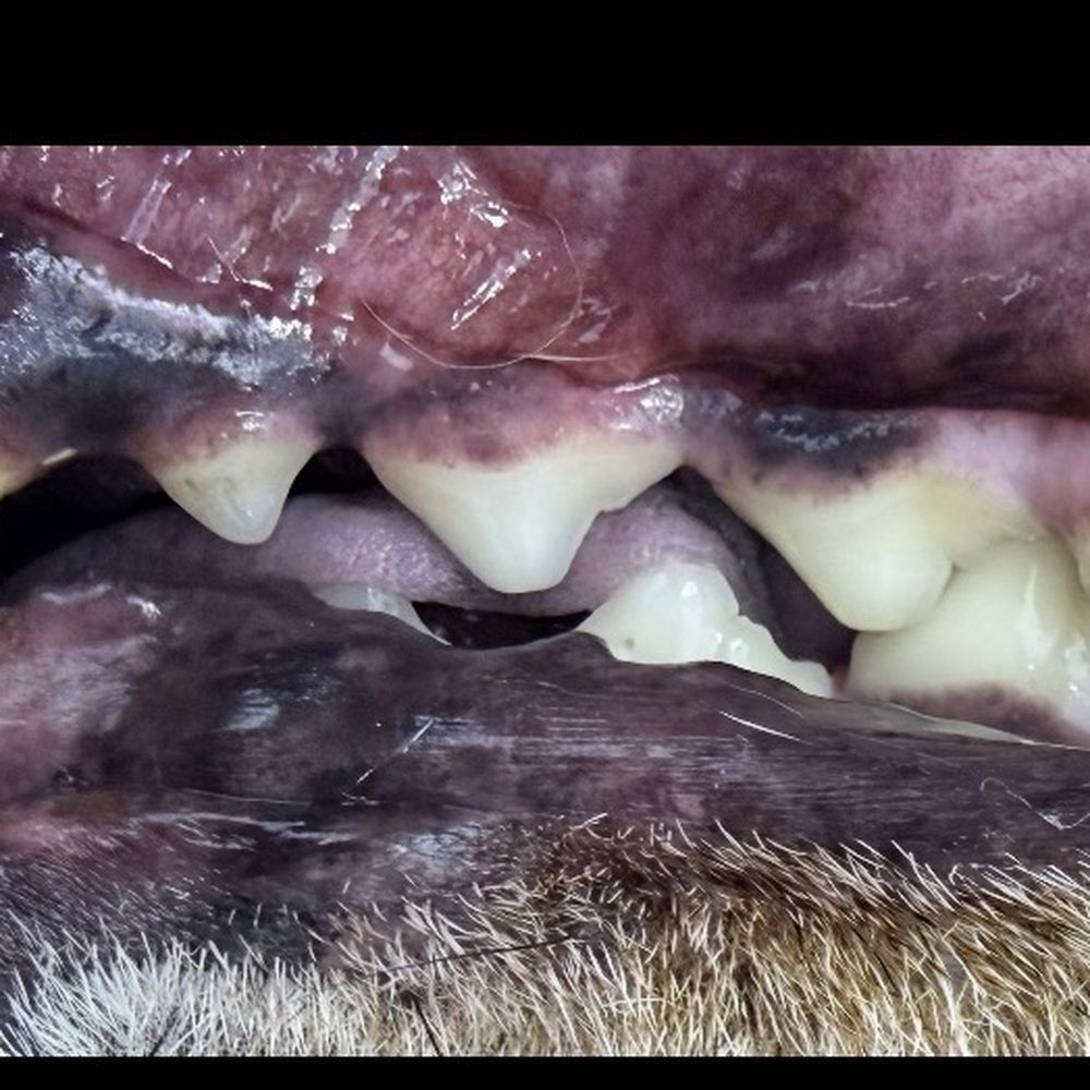 Bright N Shine Pet Dental - Pet Groomers Near Me - Pompano Beach, Florida Bright N Shine Pet Dental - Pet Groomers Near Me - Pompano Beach, Florida
