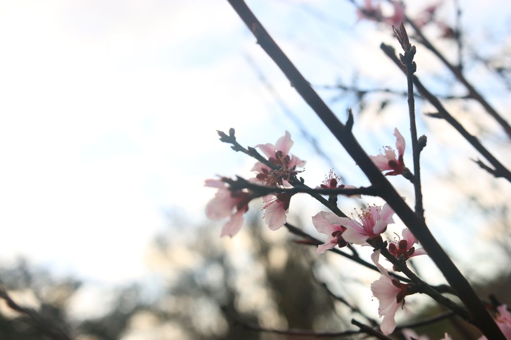 Froot Farms - beekeeping in Christmas, FL