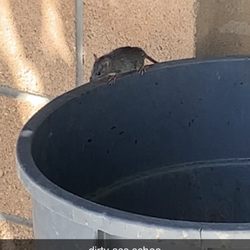 Twentynine Palms High School - This rodent was the smallest at lunchtime, I've seen much larger that nest in the broken classroom trailers that they have on campus.