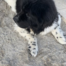Newfie pups!!