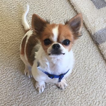 Love & Second Chances - Nemo, adopted August 2017! - Pet Adoption Near Me