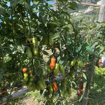 Amalfi Heaven Gardens - Tomatoes - Specialty Food Near Me - Amalfi, SA