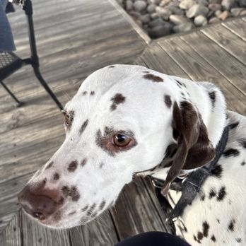Red Lobster - Everybody Loves Freckles! - Seafood Near Me - Lake City, Florida