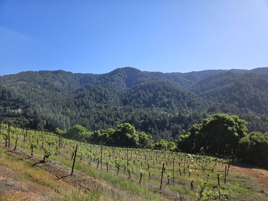 Domaine Eden by null