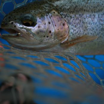 Gone Fishing Colorado - rainbow trout - Fishing Near Me - Basalt, Colorado Gone Fishing Colorado - rainbow trout - Fishing Near Me - Basalt, Colorado