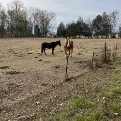 Trails End Ranch - Horses