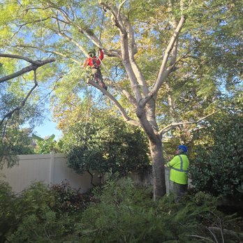 Vista Del Rey Tree Services - My Jacaranda was growing over my roof! They trimmed my tree & saved my home from damage! - Tree Services Near Me - Vista, California Vista Del Rey Tree Services - My Jacaranda was growing over my roof! They trimmed my tree & saved my home from damage! - Tree Services Near Me - Vista, California