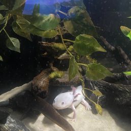 Axolotl tank Axolotl tank