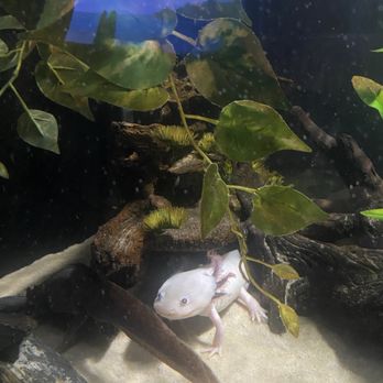 Ripley's Mirror Maze - Axolotl tank - Aquariums Near Me - Myrtle Beach, South Carolina Ripley's Mirror Maze - Axolotl tank - Aquariums Near Me - Myrtle Beach, South Carolina