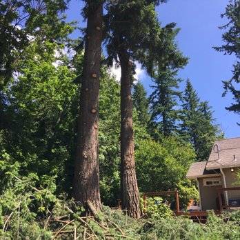 Rich Ternan Tree Service - a large tree in the foreground - Tree Services Near Me - Deming, Washington Rich Ternan Tree Service - a large tree in the foreground - Tree Services Near Me - Deming, Washington