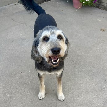 Glamour Pets Grooming - Our wild haired Franny is happy, all cleaned up and clipped for summer! - Pet Groomers Near Me - Bartlesville, Oklahoma Glamour Pets Grooming - Our wild haired Franny is happy, all cleaned up and clipped for summer! - Pet Groomers Near Me - Bartlesville, Oklahoma