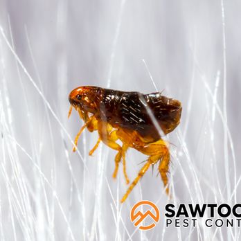 Sawtooth Pest Control - Pest Control Near Me - Eagle, Idaho Sawtooth Pest Control - Pest Control Near Me - Eagle, Idaho