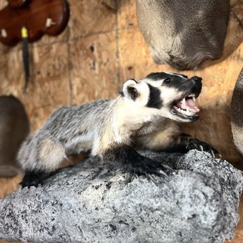 Brazos Bend Taxidermy - Badger-Open mouth option - Taxidermy Near Me - Richmond, Texas Brazos Bend Taxidermy - Badger-Open mouth option - Taxidermy Near Me - Richmond, Texas