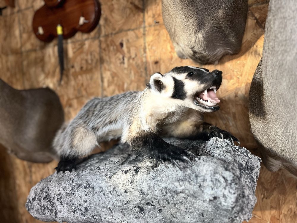 Brazos Bend Taxidermy - taxidermy in Richmond, TX