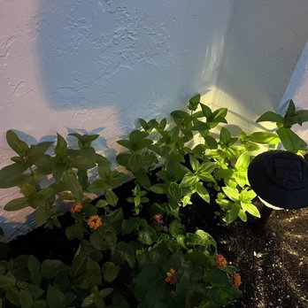 Flamingo Road Nursery - Update (Zinnias from seed) - Nurseries & Gardening Near Me - Davie, Florida