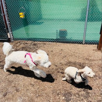 Noble Beast Dog Training - Pet Training Near Me - Denver, Colorado Noble Beast Dog Training - Pet Training Near Me - Denver, Colorado