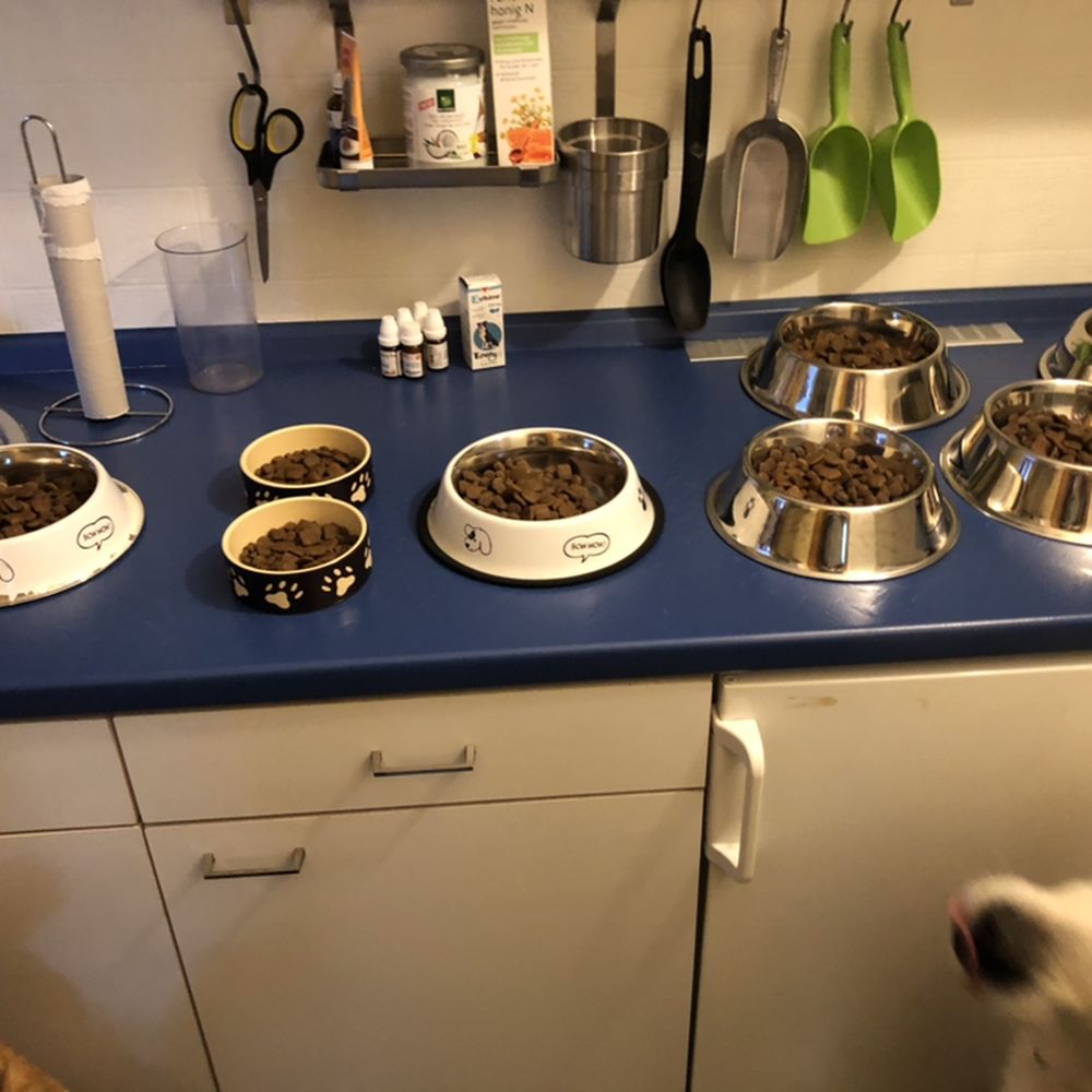 The Best 10 Pet Boarding near Hundepension LaLu in Friedberg, Hessen - Yelp
