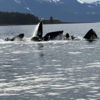 Alaska Tales - Bubble feeding whales - Whale Watching Tours Near Me - Juneau, Alaska