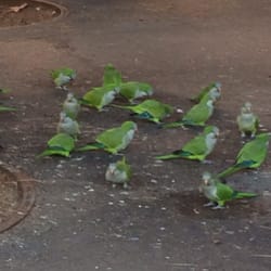 Parc de Joan Miró - Green canaries