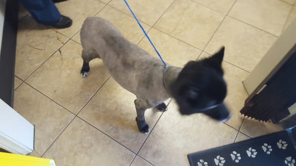 Alondra Animal Hospital by null