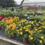 Photo of McCue Garden Center